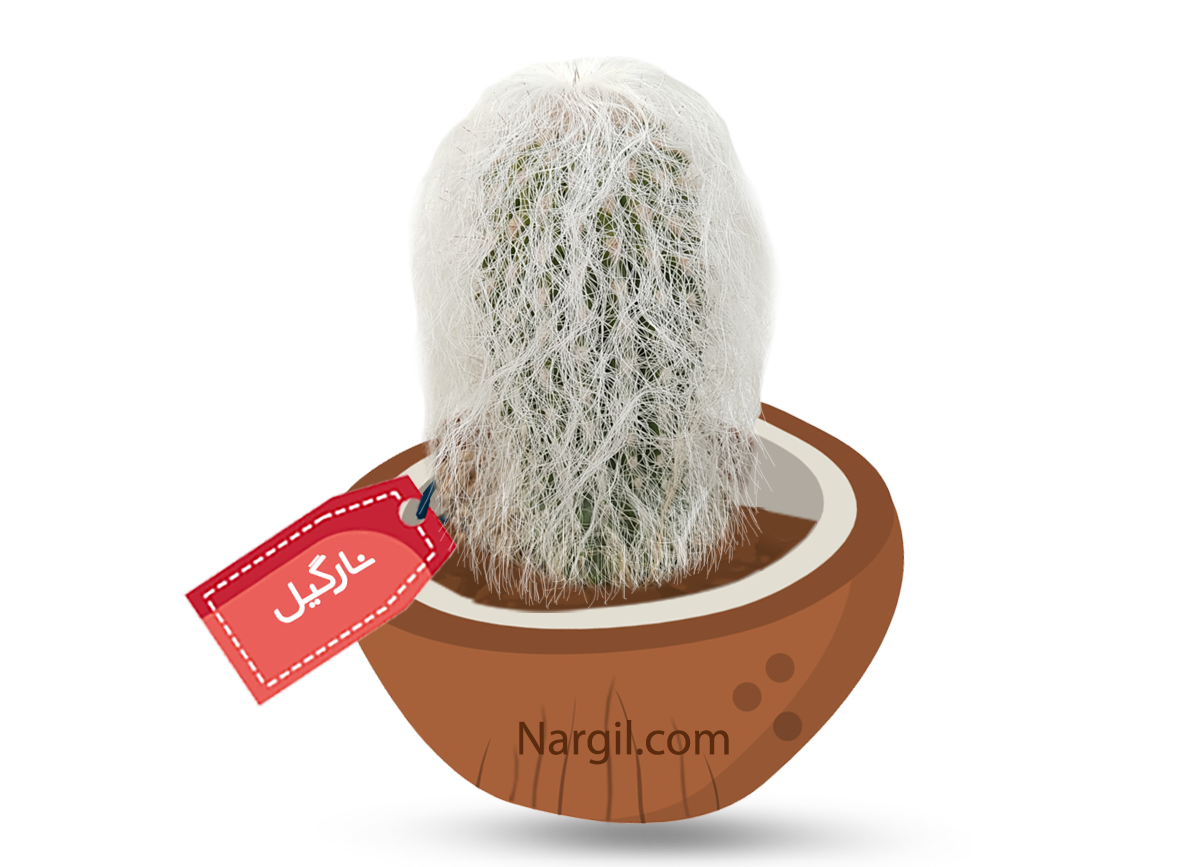  Nargil - Crested Old Man Cactus